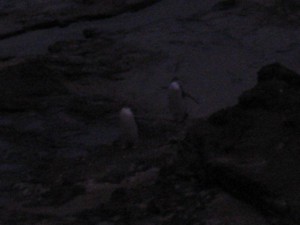 Penguins in the Dark